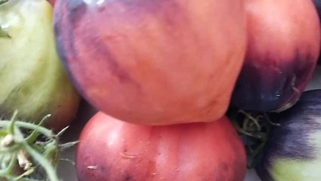 Сержант Пеппер-непревзойдённый сорт из коллекционных томатов!