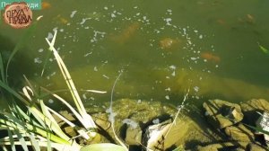 Пруд своими руками обзор пруда с биоплато