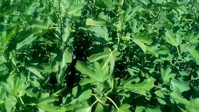 формирование куста инжира. 2 летний куст смотреть онлайн