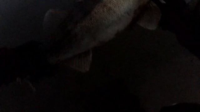 НАСТУПАЕТ НОЧЬ... А НОЧЬ СИЛЬНЕЕ ДНЯ...? смотреть онлайн