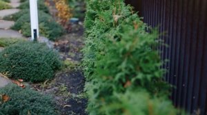 Ландшафтный дизайн Воронеж #проектворонеж #ландшафтныйдизайн #растенияворонеж