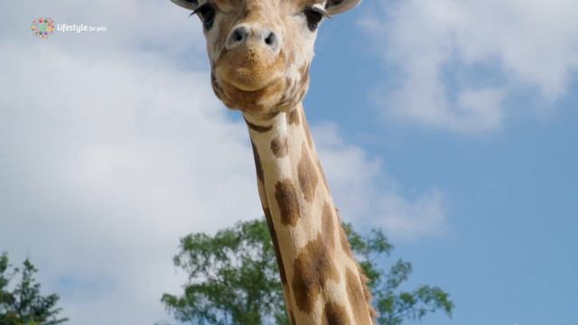 Dierenweetjes Aflevering 2 Giraffe смотреть онлайн