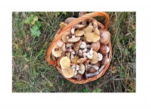 Собираем грибы, тихая охота.  Радость грибника.  Осенний лес.