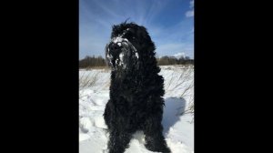 "Собака Сталина" (Черный Русский Терьер)