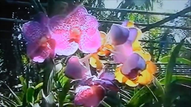 СУБСТРАТ ДЛЯ ОРХИДЕЙ ПЛЮС ЩЕПОТКА ЗЕМЛИ САДОВОЙ , ЧАСТЬ 2 СОСТАВ СУБСТРАТОВ ДЛЯ ОРХИДЕЙ ORCHIDEA смотреть онлайн