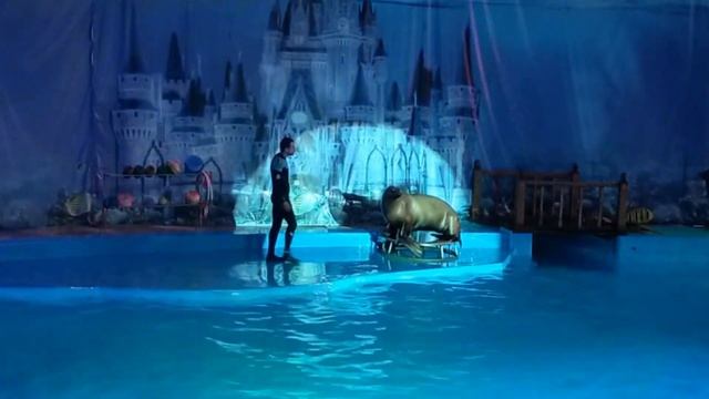 Дельфинарий : "Морская звезда". Сочи - Лазаревское смотреть онлайн