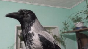 Песенка ворона