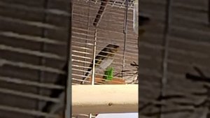 гибрид Зеленушка+щегол. Самец 8 мес. Начало распевания.