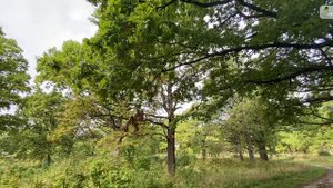 Памятник природы «Парк «Дубки» 22/142
 #здравствуйте_явашаООПТ