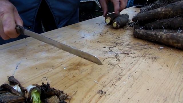 How to grow chicory/endive at home (indoors) ? смотреть онлайн