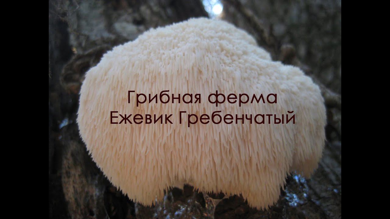 Грибная ферма  Ежевик (ежовик) гребенчатый. Дедова борода. Hericium erinaceus. Размножение мицелия.