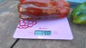 Клаудио F 1 Самый первый кубовидный перец