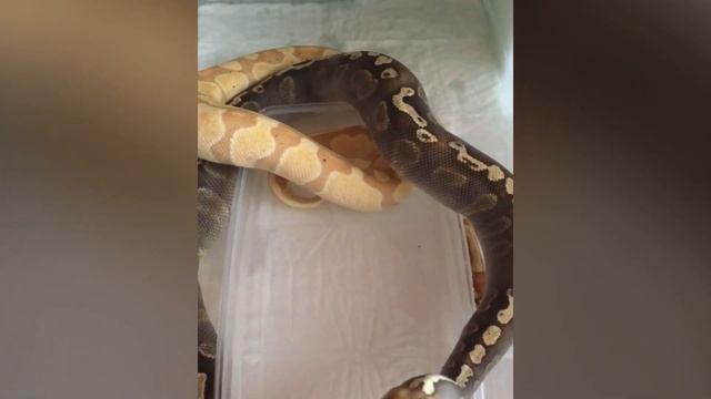 Breeders ball Python GHI Mojave Pastel & Banana Enchi Fire