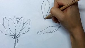 Урок Как нарисовать магнолию акварелью Рисуем цветы . Акварель для начинающих.Акварельный скетч