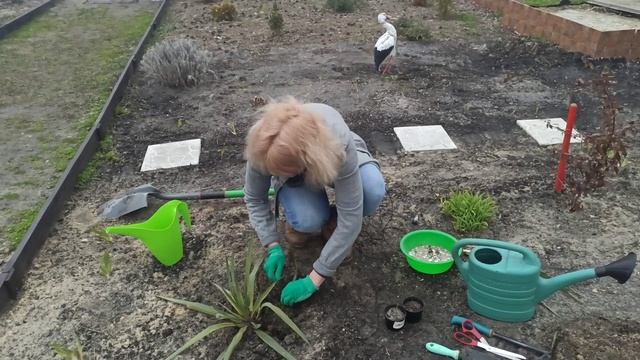 Что делать с юккой весной смотреть онлайн