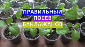 Правильный посев баклажанов. Мой личный опыт по выращиванию рассады баклажан