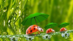 БУКАШКИ ТАРАКАШКИ=02 57=Слайд