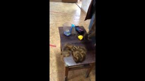 СТАРЬЁВЩИКИ:Бизнес на волосах