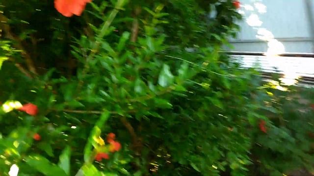 Выращивание граната в Краснодарском крае.2022 го смотреть онлайн