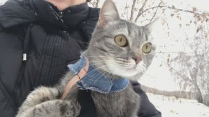 Кошка Буся напросилась на дачу зимой