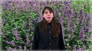 Котовник, лечебные свойства