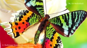 Бабочки Урания Мадагаскарская