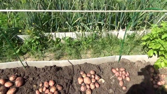 Копаем картофель посаженный рассадой. 2017г. смотреть онлайн