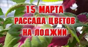 15 марта. Рассада цветов на лоджии