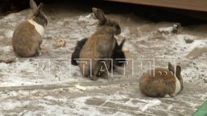 Стая городских кроликов расплодилась во дворе высотных домов и выжила кошек c прикормленных мест