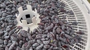 ФЕРМЕНТИРОВАННЫЙ ЧАЙ ИЗ ЦЕЛЕБНЫХ ТРАВ С ЯГОДАМИ ПРИГОТОВЛЕННЫЙ В СУШИЛКЕ.