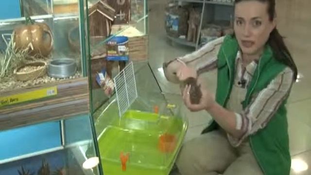 Забавные животные  Мыши и крысы