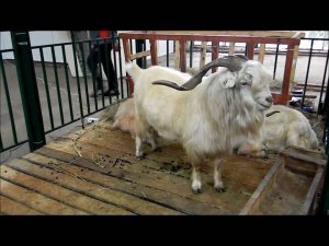 Белые оренбургские пуховые козына Золотой Осени 2010