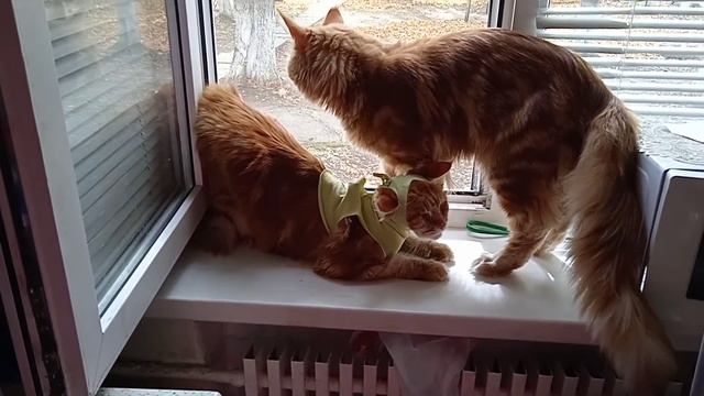 #приколыкоты2020 супер 😘костюм
