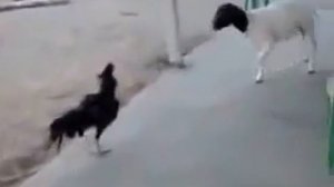Петух против козла