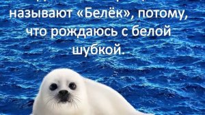 Байкальская Нерпа