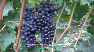Чёрный изумруд кишмиш