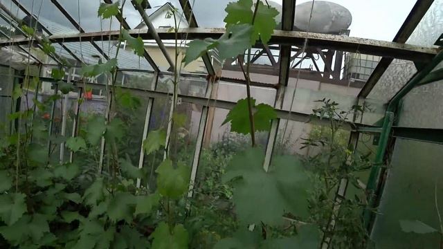 Виноград в теплице. Первые грозди