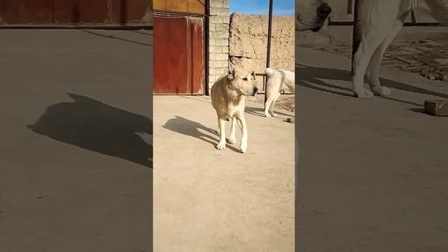 Среднеазиатские овчарки (Алабай) #alabai #doglover #дрессировка #puppy #dogsvideo #trendingdogvideo смотреть онлайн