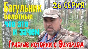 БАГУЛЬНИК болотный – Шикарное Средство от МОЛИ. Грибные Истории с Эдуардом. 26 Серия