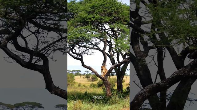 Lioness Standing on top of a Tree  #wildlife #nature #lioness #tree #savannah #acacia