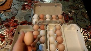 Сбор,хранение и подготовка куриных яиц для инкубации!