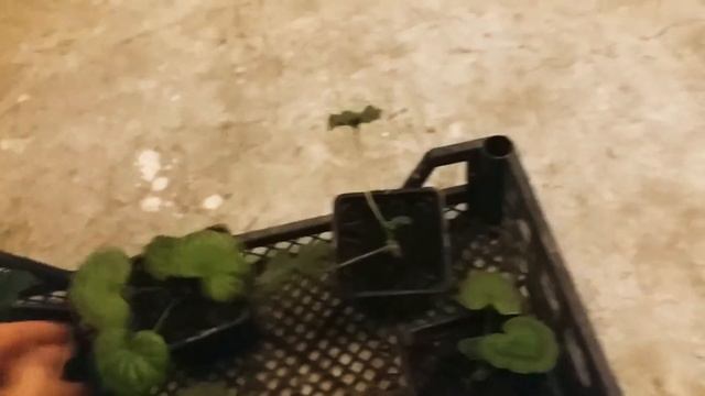 Черенкование герани (пеларгония) смотреть онлайн