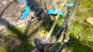 Поздняя посылка с розами. Питомник Полины Козловой неприятно удивляет.