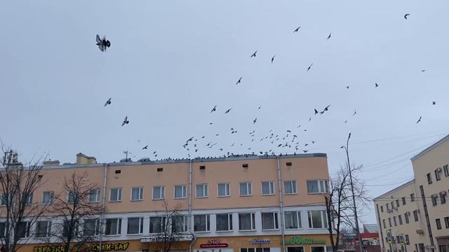 Архитектура Приозерска в разные эпохи, кирха Линдгрена, уникальные печи