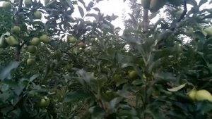 Яблони сорта Голден Резистент на подвоє М9