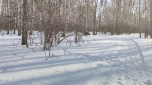 Канадский волк - гибрид. 1 апреля 2024. Первые тёплые дни.