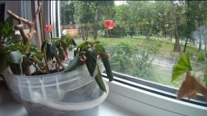 Цветок после полива