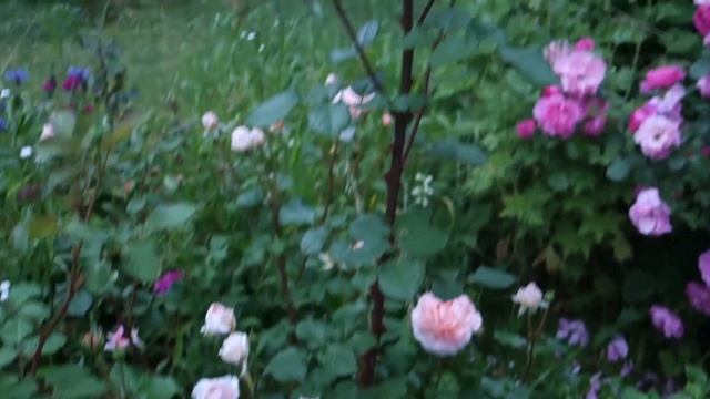 Розы Близнецы. Абрахам Дерби, Соня Рикель, Фрагрант Пинч. смотреть онлайн