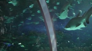 акулы и рыба пила