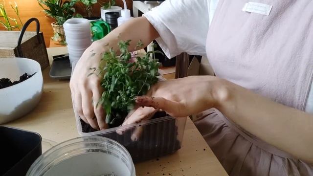 Мята и Мелисса из семян. Эпилог. смотреть онлайн